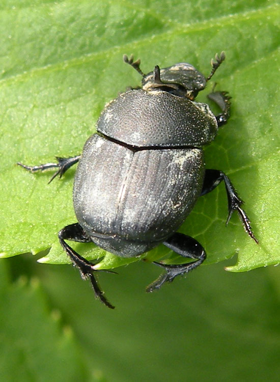 A me sembra Onthophagus sp